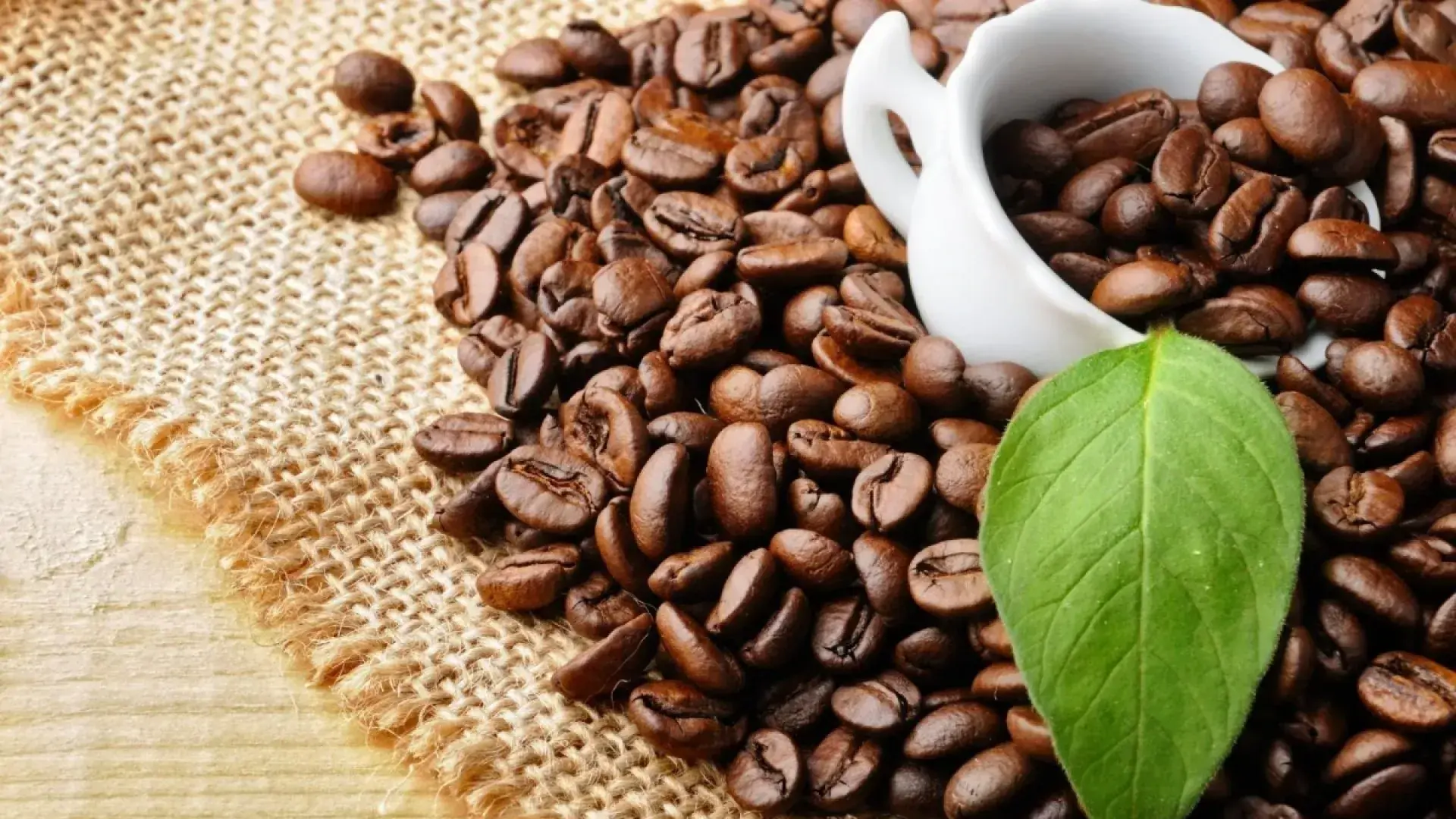 Cà phê Arabica được mùa, được giá